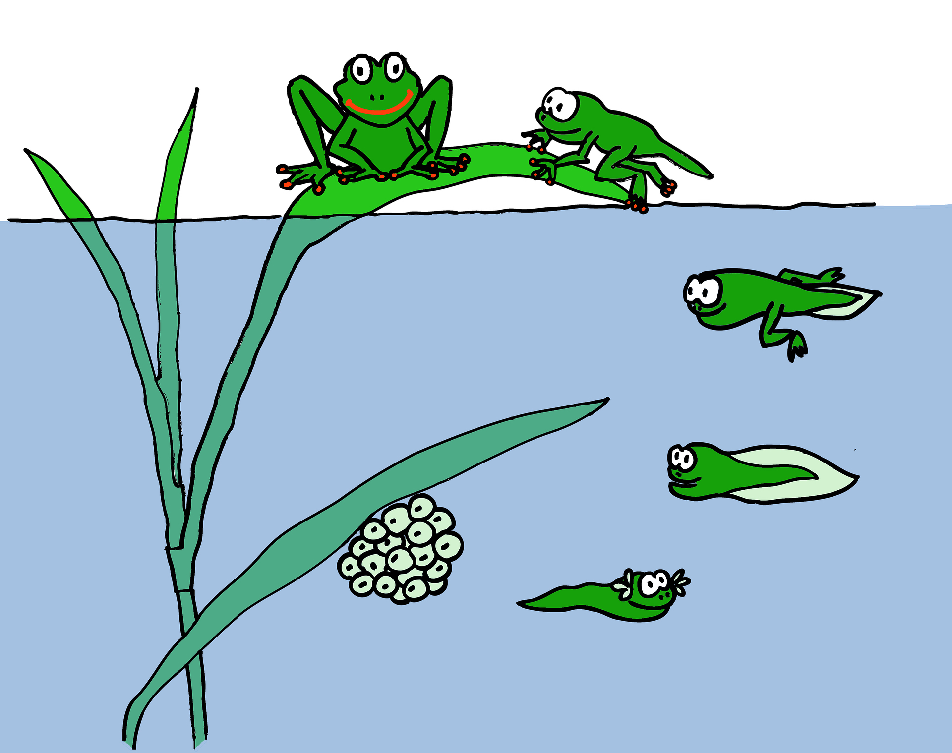 1A frog life cycle FIXED-758072_1920.jpg